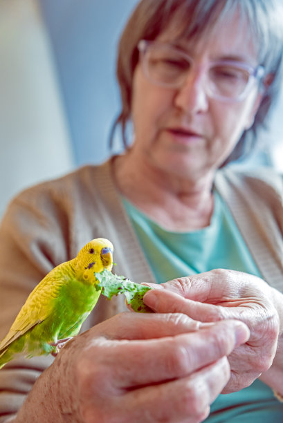 可爱的年轻黄绿色虎皮鹦鹉(澳大利亚长尾小鹦鹉)从高级女人的手上吃图片下载