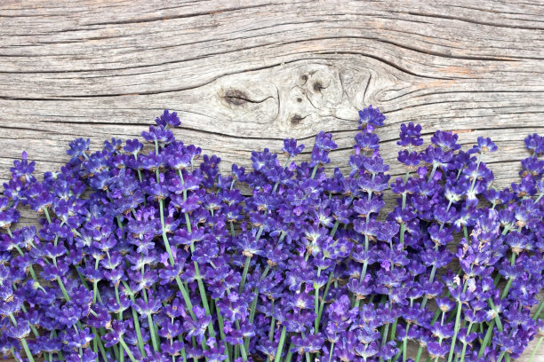一束薰衣草花。顶部视图与复制空间图片下载