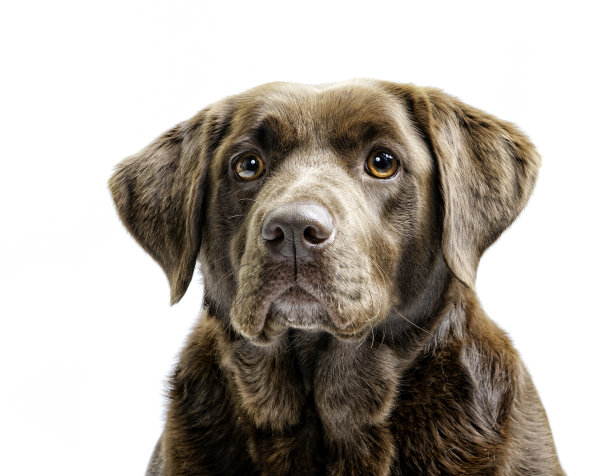 震惊和恐惧!图片下载