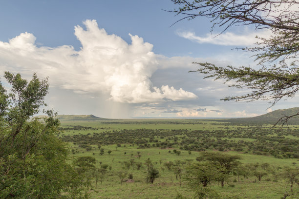 塞伦盖蒂图片下载