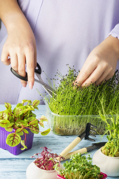女孩用剪刀剪掉香葱幼苗，在家种植健康草药图片下载