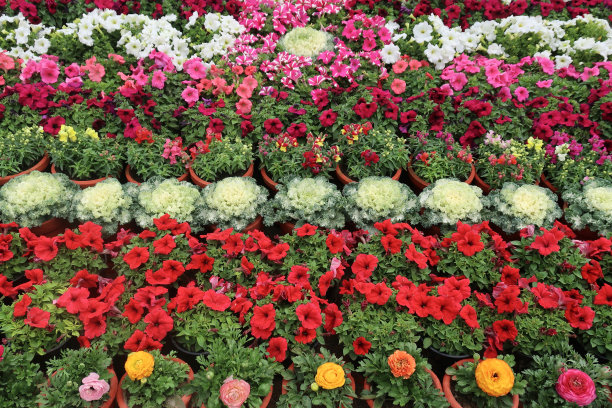 红色，粉色，紫色，白色和蓝色的夏季花园，充满了一年生床上植物和矮牵牛花盛开的照片在花园中心/房子花园/盆栽植物/室内植物。图片下载