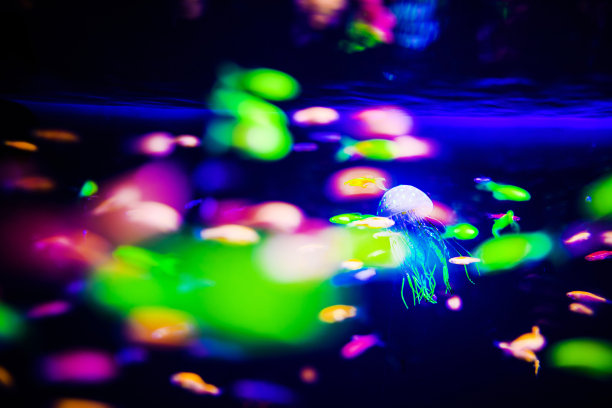 美丽的水母，水母在霓虹灯下与鱼儿嬉戏。水族馆里有蓝色的水母和很多鱼。用畜栏和海洋野生动物制作水族馆。海洋水母中的水下生物。图片下载