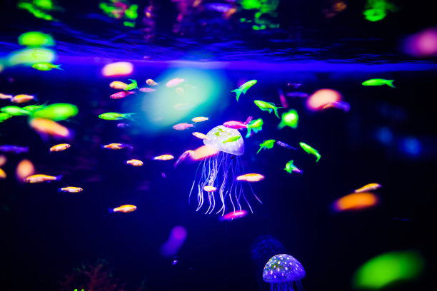 美丽的水母，水母在霓虹灯下与鱼儿嬉戏。水族馆里有蓝色的水母和很多鱼。用畜栏和海洋野生动物制作水族馆。海洋水母中的水下生物。图片下载