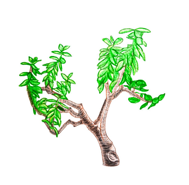 用彩色铅笔在白色背景上单独画一棵树素材图片