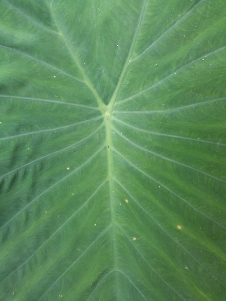 新鲜香芋叶纹理为背景图片下载
