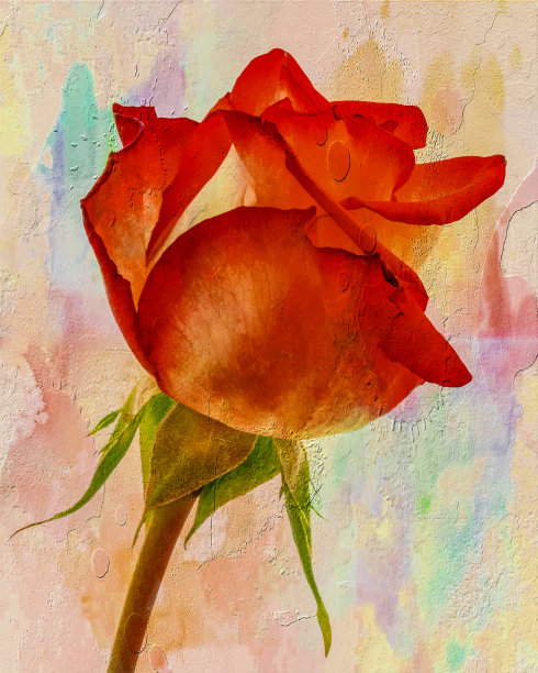 玫瑰之美图片下载