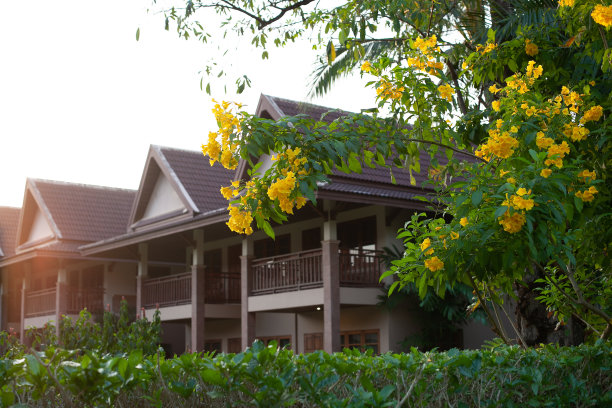 黄色的热带花在村里图片下载