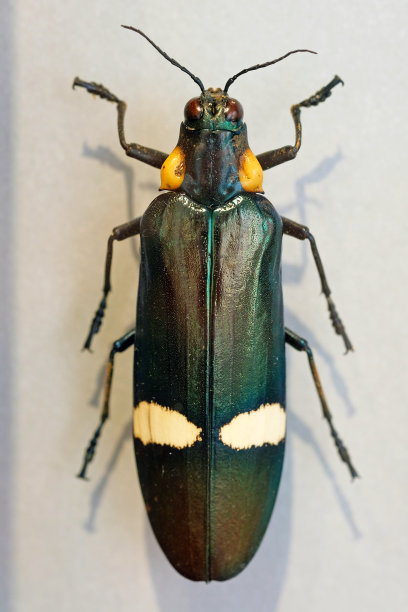 金龟子(Chrysochroa ocellata)是一种宝石甲虫或金属木材钻孔甲虫，属金龟子科图片下载
