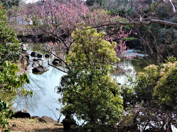 日本。三月初晴朗的一天。山下森林里的小池塘。图片下载