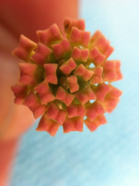 花自然图片下载