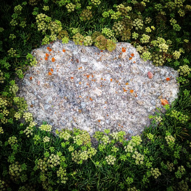 花自然叶色图片下载
