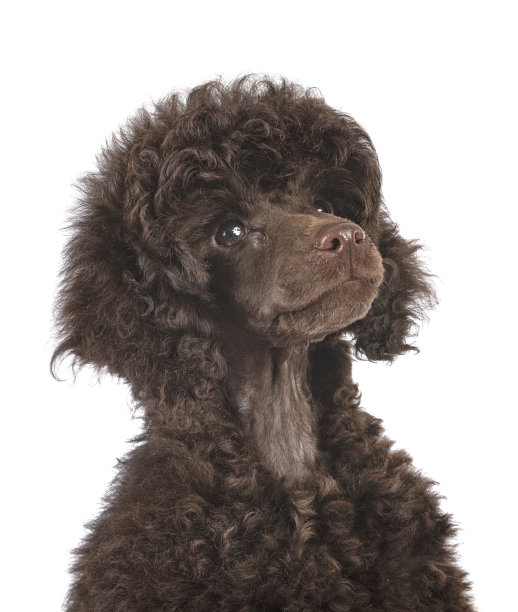 小狗玩具贵宾犬图片下载