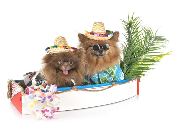 幼年博美犬图片下载