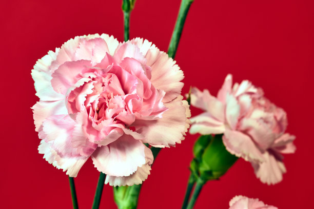 粉红色的康乃馨盛开在红色背景上图片下载