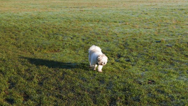 2020年2月，英国赫特福德郡，一只小狗在操场上寻找他的球图片下载