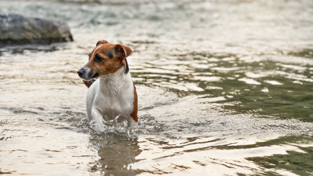 小杰克罗素梗在浅水中爬行，她的毛湿漉漉的图片下载
