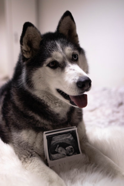 狗躺在家里的床上。图片下载