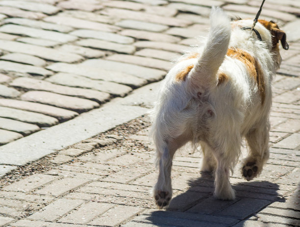 狗走图片下载