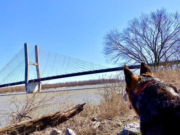 蓝色heeler俯瞰密西西比河和悬索桥图片下载