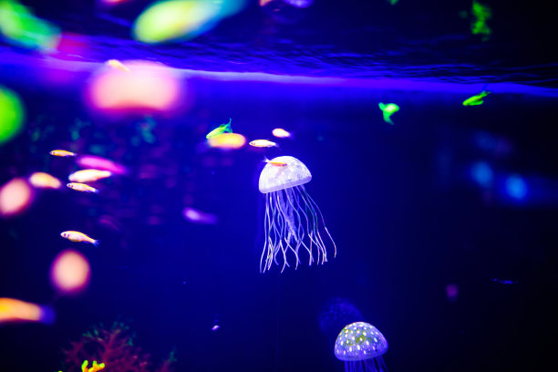 美丽的水母，水母在霓虹灯下与鱼儿嬉戏。水族馆里有蓝色的水母和很多鱼。用畜栏和海洋野生动物制作水族馆。海洋水母中的水下生物。图片下载