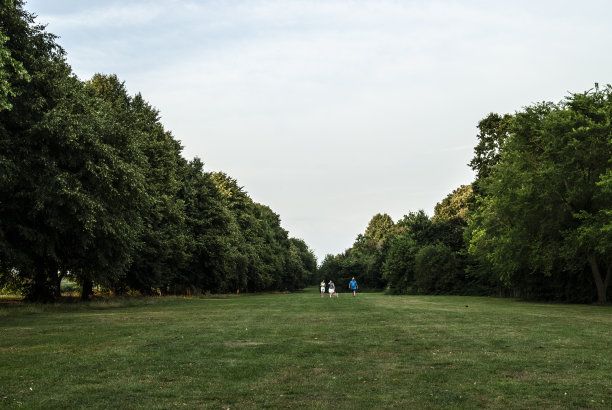 森林森林uk大自然夏季景观草图片下载