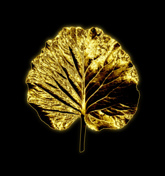 金叶植物象耳时尚简约的黑色风格图片下载