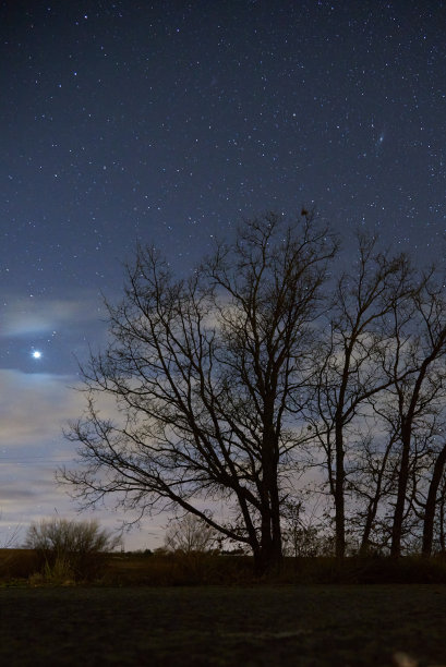 晚上树5图片下载