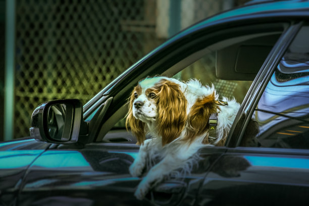 狗在车里图片下载