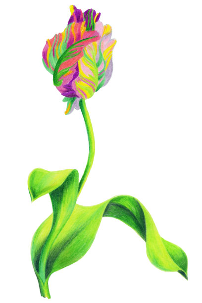 单朵郁金香图片下载