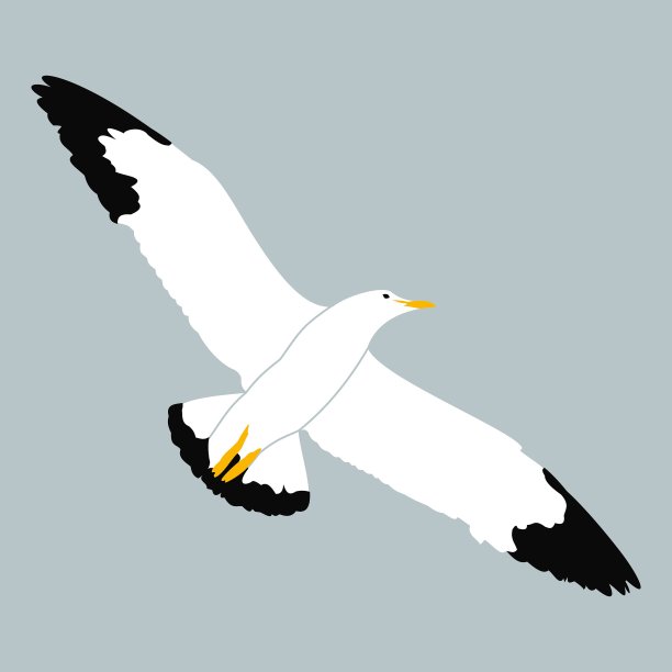 会飞的白色海鸥，有黑色的翼尖和橙色的喙和腿。图片下载