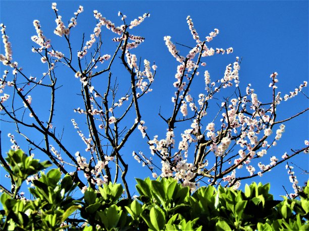 日本。三月里晴朗的一天。新花。梅的花。白色，蓝色和绿色。图片下载