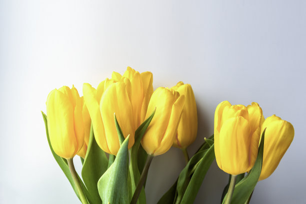 白色背景上的黄色郁金香图片下载