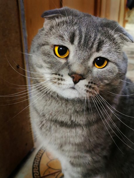 我的猫evro图片下载