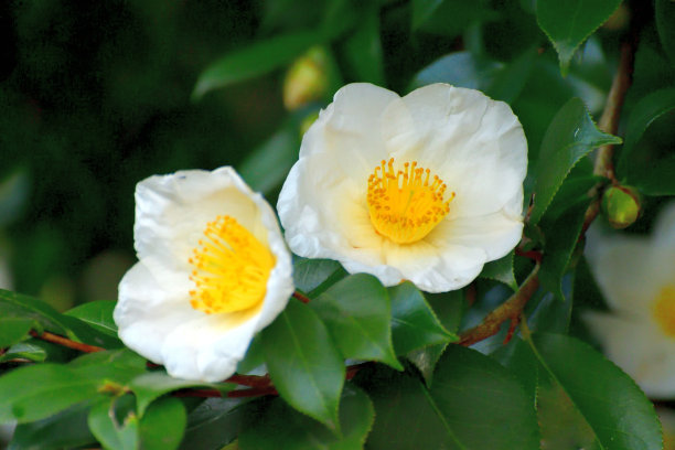 花:红色，粉色和白色图片下载