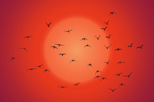 一群飞鸟的剪影图片下载