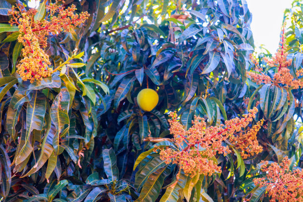 长有花和果实的白鳕树图片下载