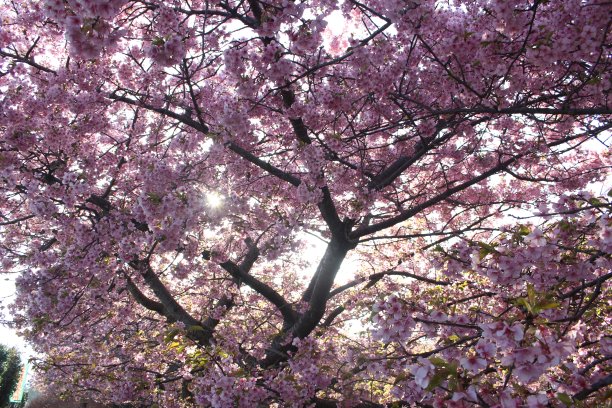 美丽的粉红色樱花树，日本，亚洲图片下载