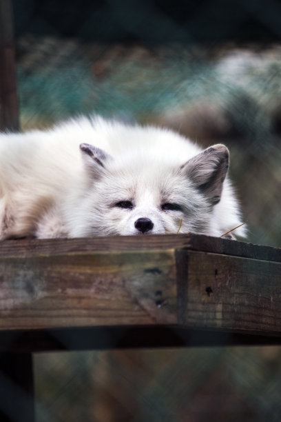 北极狐图片下载