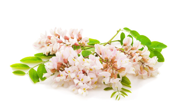 美丽的相思花。图片下载