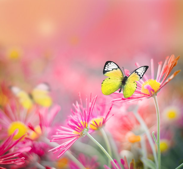 美丽的蝴蝶和花朵。夏天的概念。图片下载
