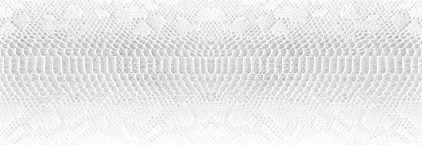 皮肤蛇背景白蛇皮肤纹理特写图片下载