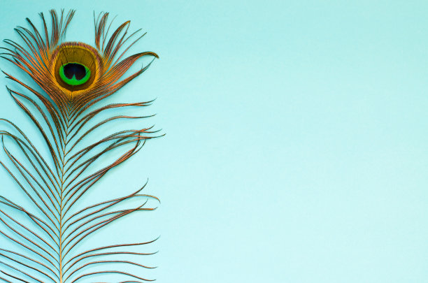 淡蓝色背景上的孔雀羽毛图片下载