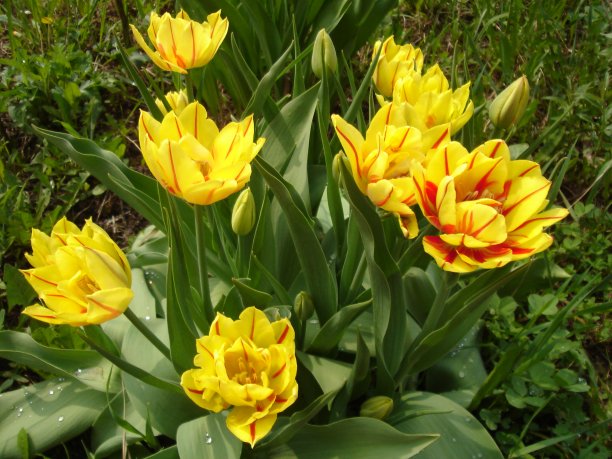 鲜花盛开图片下载