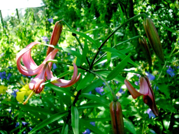 田野和花园里的鲜花盛开图片下载