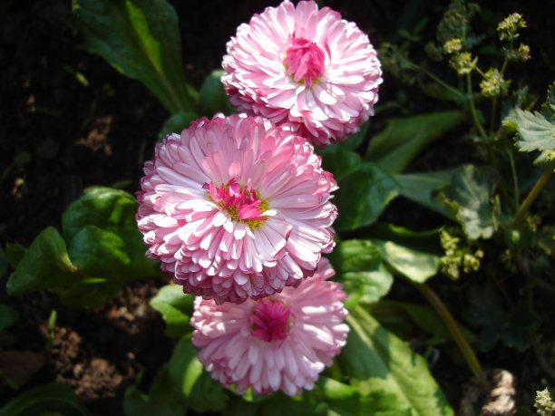 田野和花园里的鲜花盛开图片下载