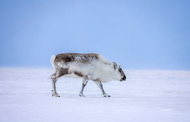 驯鹿在斯瓦尔巴特群岛图片下载