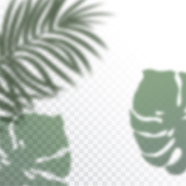 热带树叶的透明阴影。阴影叠加效果。热带植物的背景。棕榈叶，丛林叶。出售海报和广告招牌。矢量图图片下载