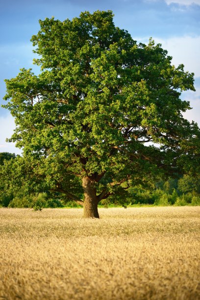 日落时的农田。孤独的橡树和森林的背景。丰富多彩的晚上云。国家风景。拉脱维亚图片下载