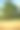 日落时的农田。孤独的橡树和森林的背景。丰富多彩的晚上云。国家风景。拉脱维亚图片下载